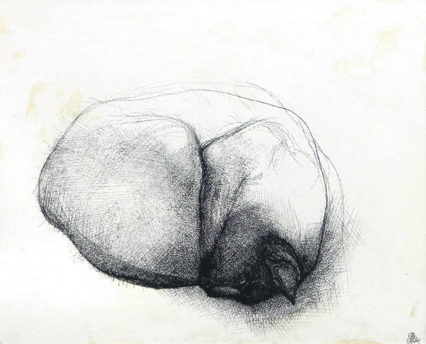 Sleeping Cat, conté et gesso sur panneau, 9,5 x 11, 75 po, 1974