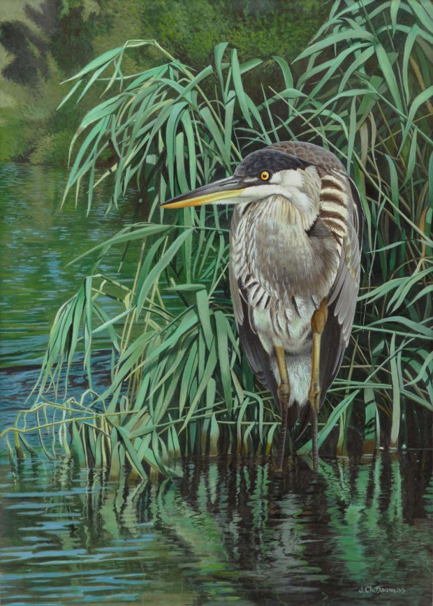 Grand héron bleu immature, gouache, 14,5 x 21 po