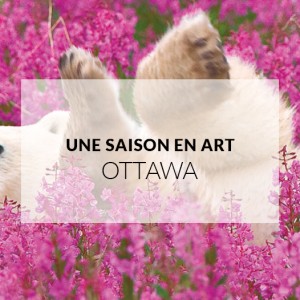Galerie de l'Arctique Canada Goose - Musée canadien de la nature